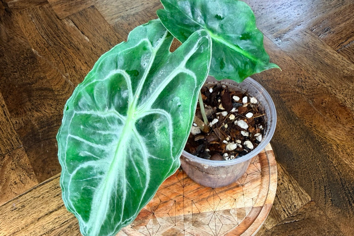 Alocasia Venom with sculpted green leaves and pale veins, offered by Rare Roots Plant Co.
