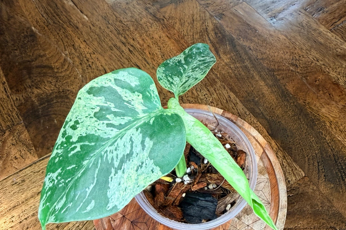 Young Monstera Bulbasaur with mint, cream and green mottled leaves in a nursery pot