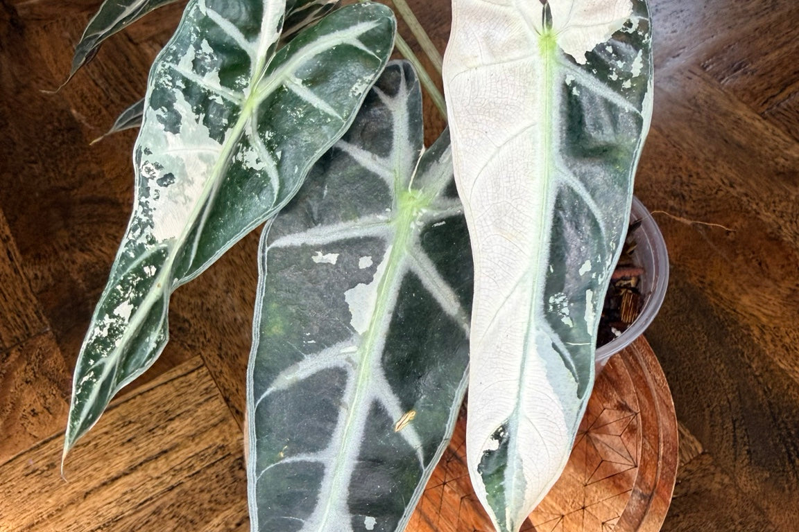 Alocasia Pink Bambino with dark green and pale variegated arrow-shaped leaves