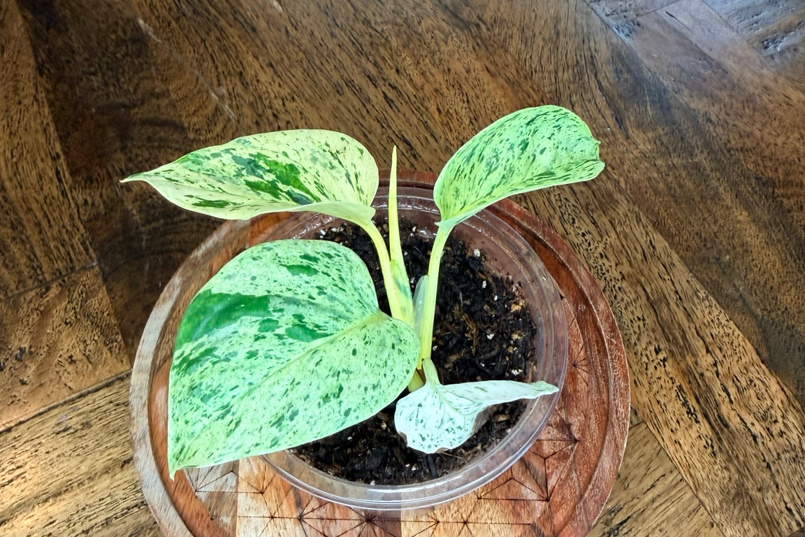 Young Snow Queen Pothos with cream and green marbled leaves in a nursery pot