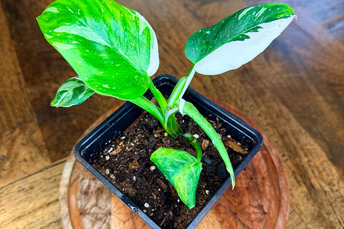 Philodendron White Wizard with green and white variegated leaves in a 4-inch nursery pot