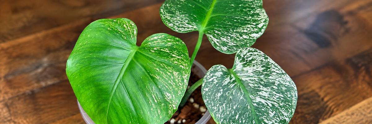 Rare Devil Monstera with green heart-shaped leaves and fine white variegation