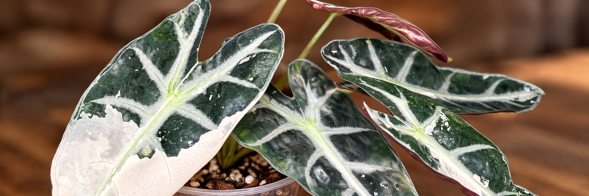 Variegated Alocasia Pink Bambino foliage with dark green leaves, white veins and cream variegation