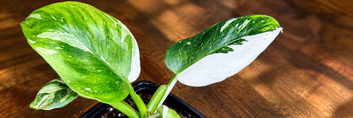 Variegated Philodendron White Wizard green and white leaves