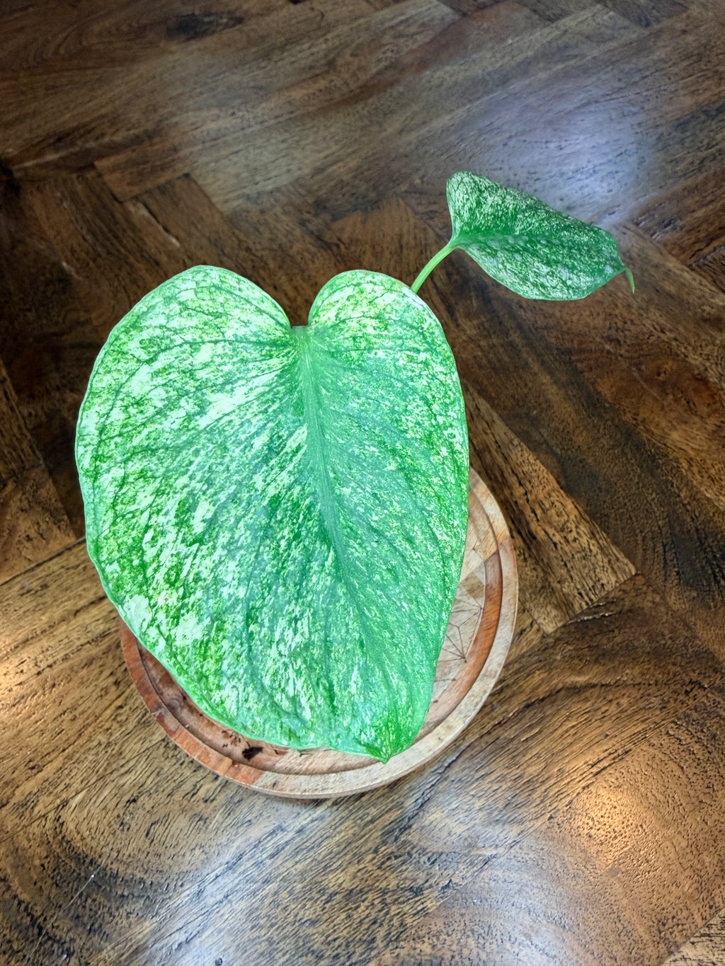Another view of Monstera White Monster variegated leaves