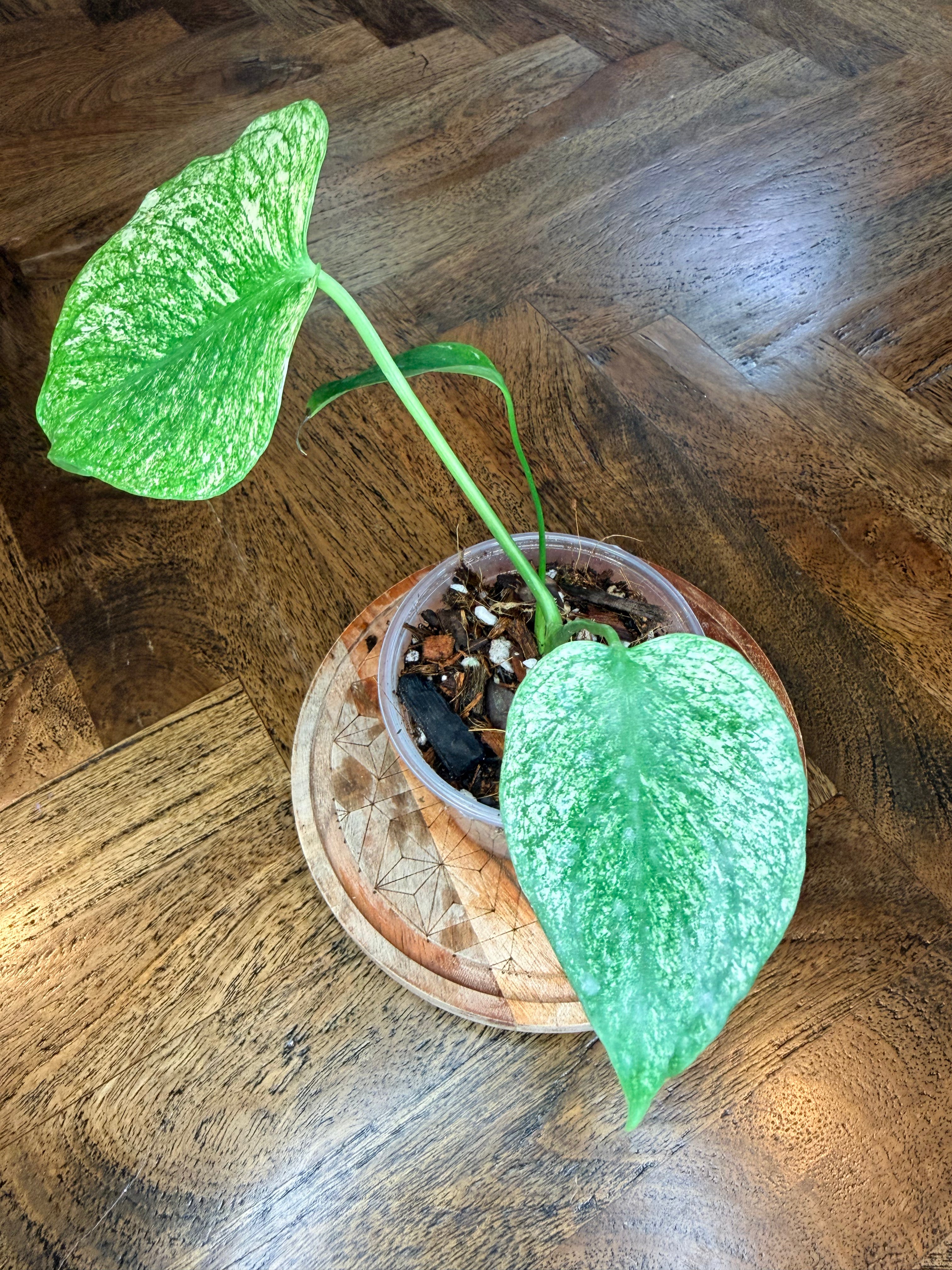 Monstera White Monster plant with green and white variegated foliage