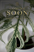 Devil Monstera