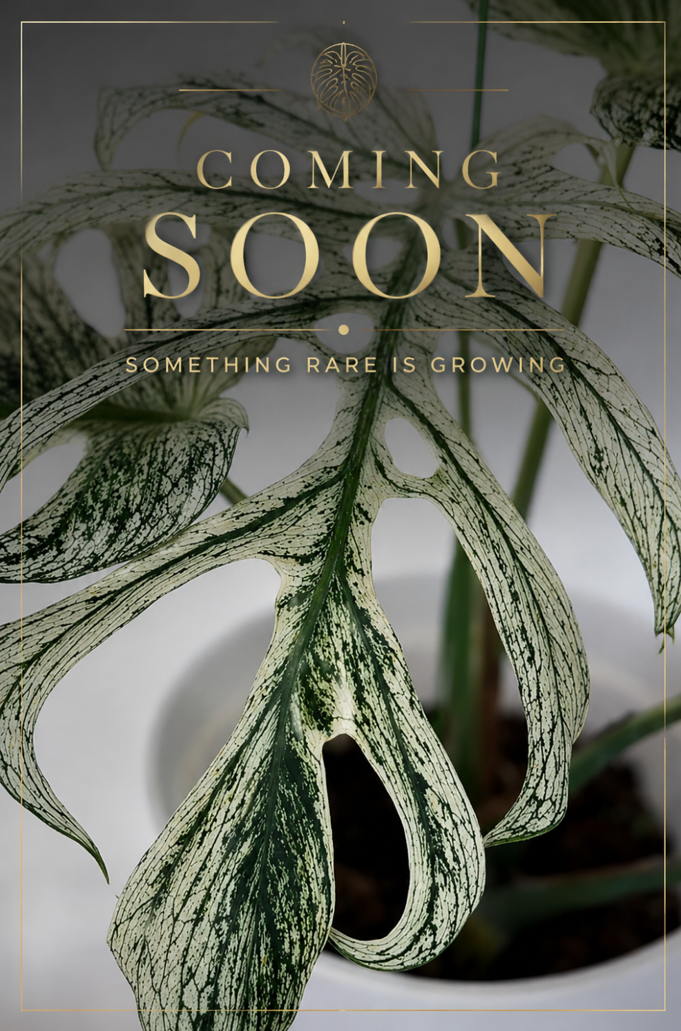 Devil Monstera