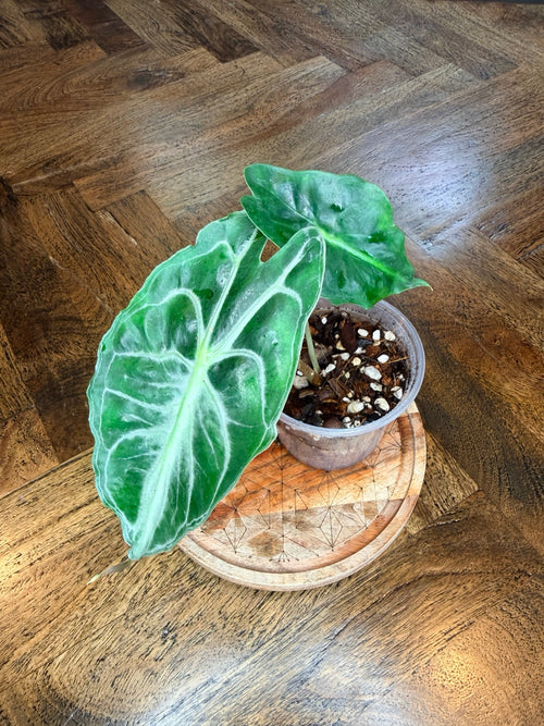 Alocasia Venom with dark green sculpted leaves and pale veins in a 4-inch nursery pot