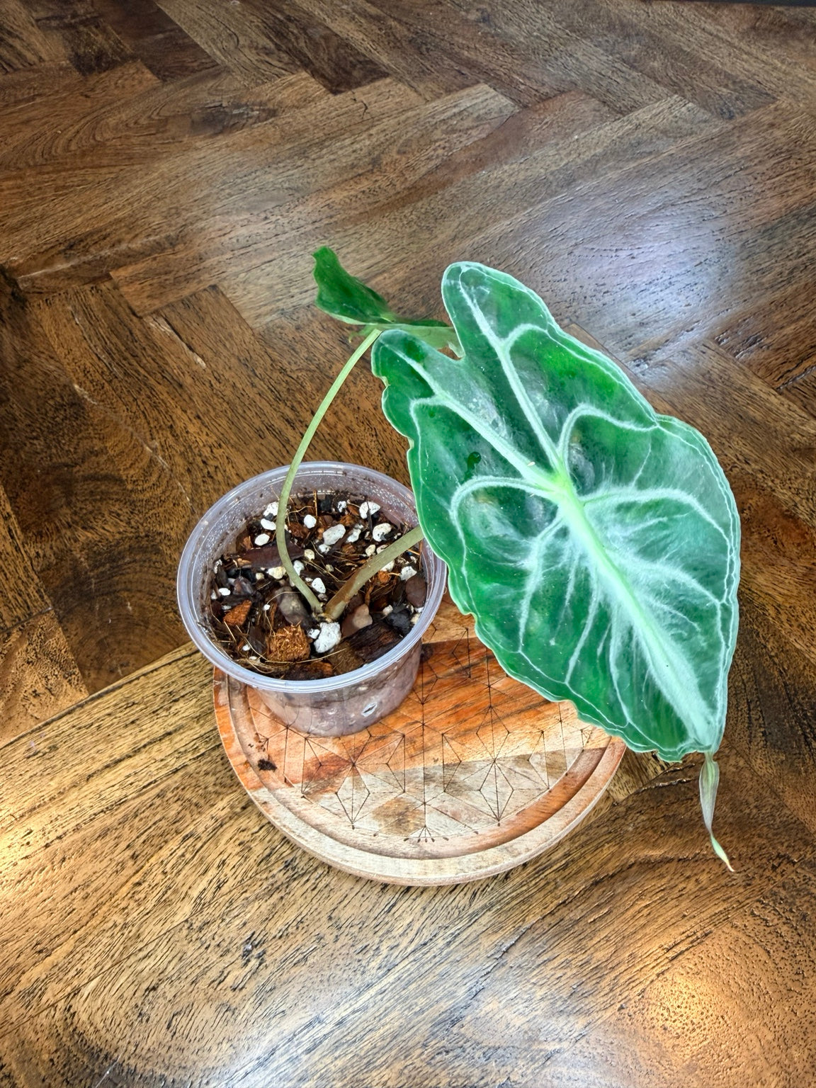 Side view of Alocasia Venom leaf and its contrasting veins