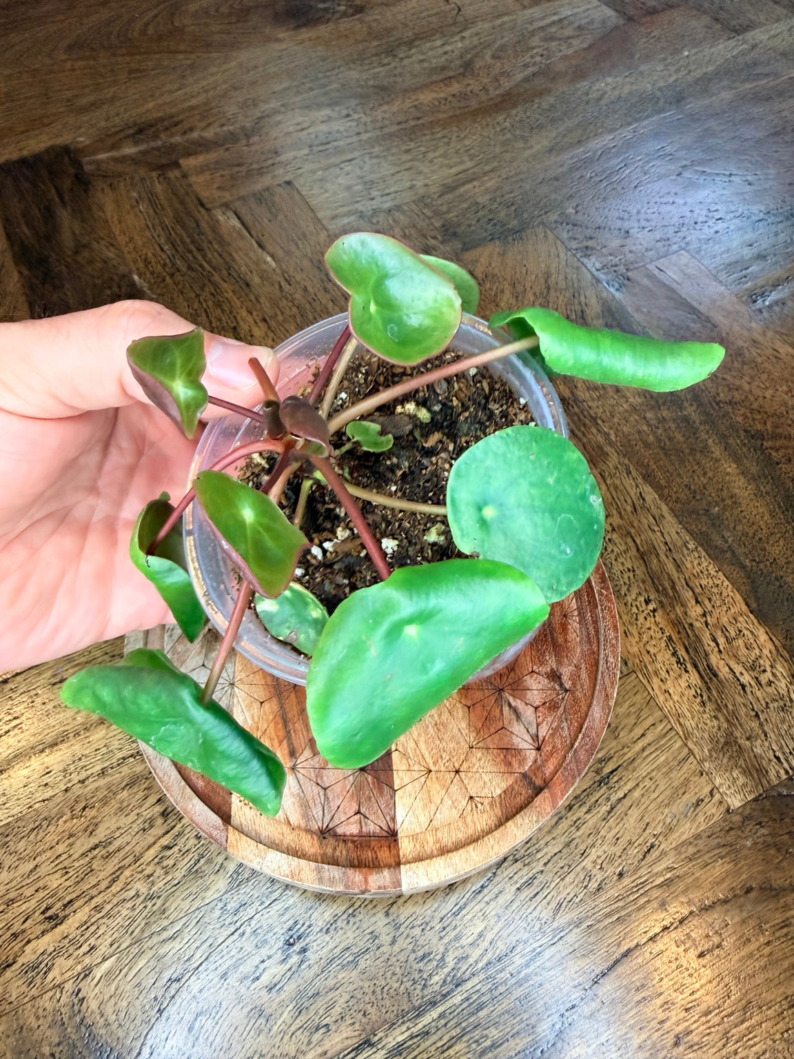 Pilea peperomioides Chinese money plant with round green leaves in a nursery pot