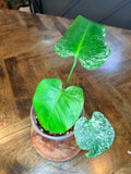 Devil Monstera plant with three green and white marbled leaves, front view