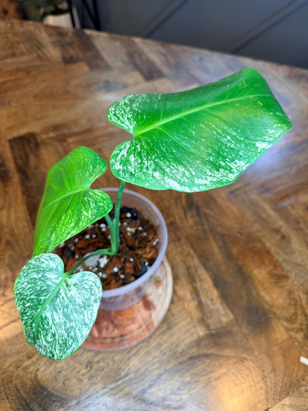 Side view of Devil Monstera leaves with green and white variegation