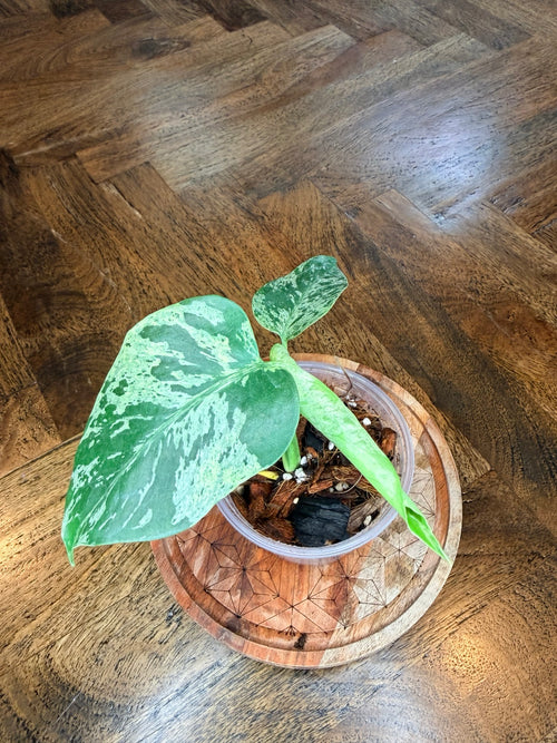 Monstera Bulbasaur variegated plant with green and cream mottled leaves in nursery pot