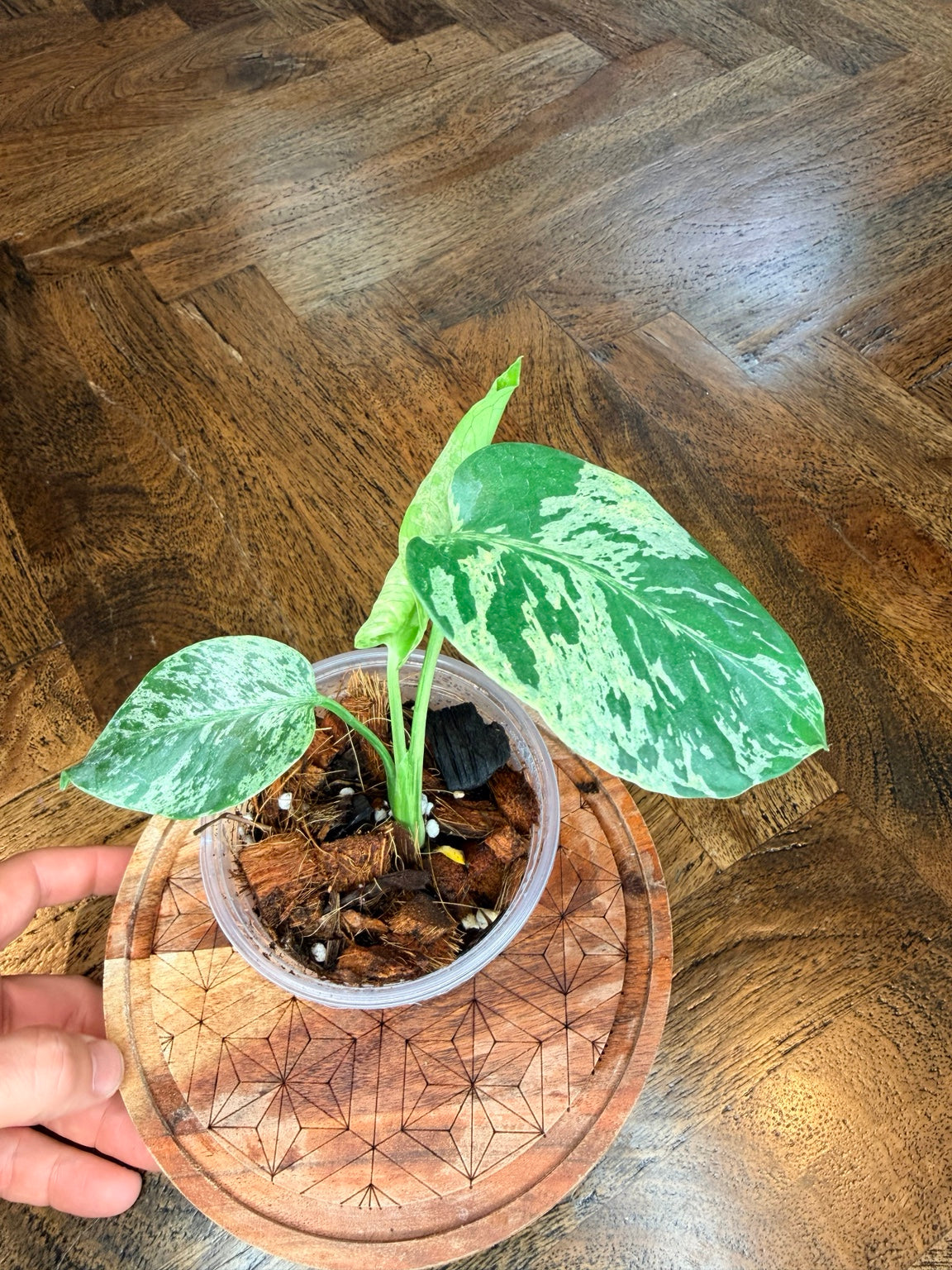 Side view of Monstera Bulbasaur foliage and nursery pot