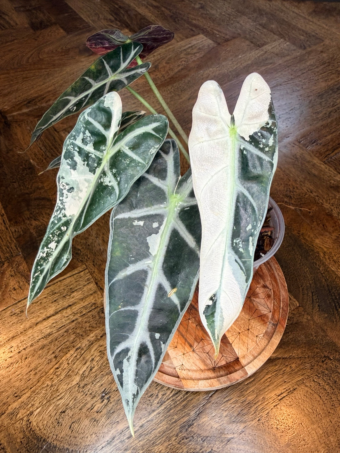 Exact Alocasia Pink Bambino plant with variegated leaves in a 4-inch nursery pot
