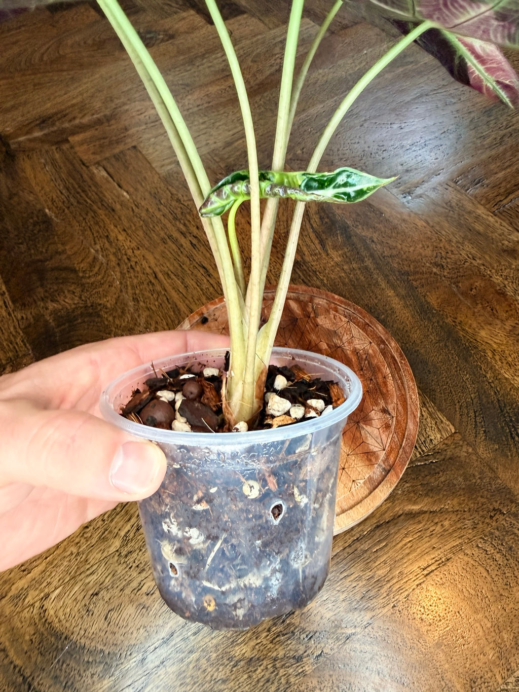 Pink Bambino Alocasia in clear nursery pot with chunky growing mix