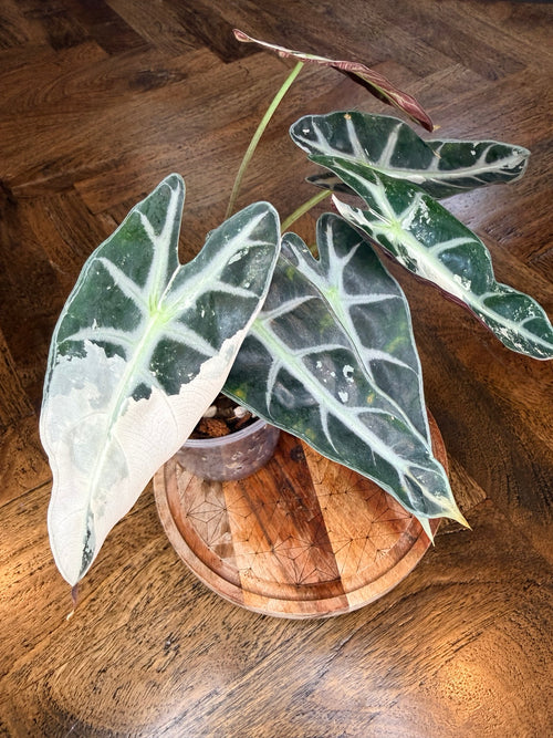 Side view of the exact Pink Bambino Alocasia and variegated leaves