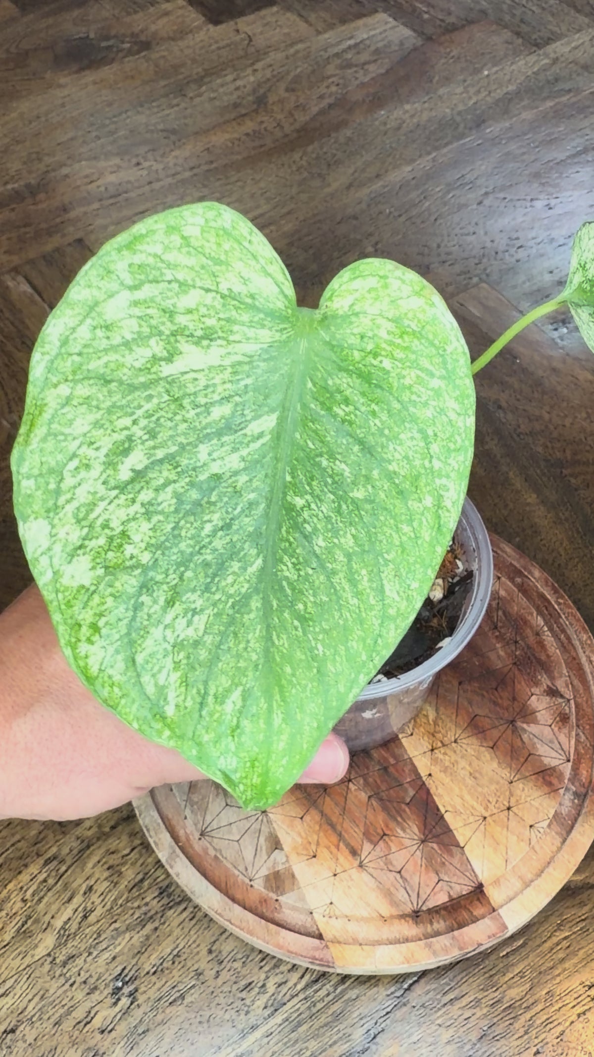 Monstera White Monster – Rare Variegated Monstera