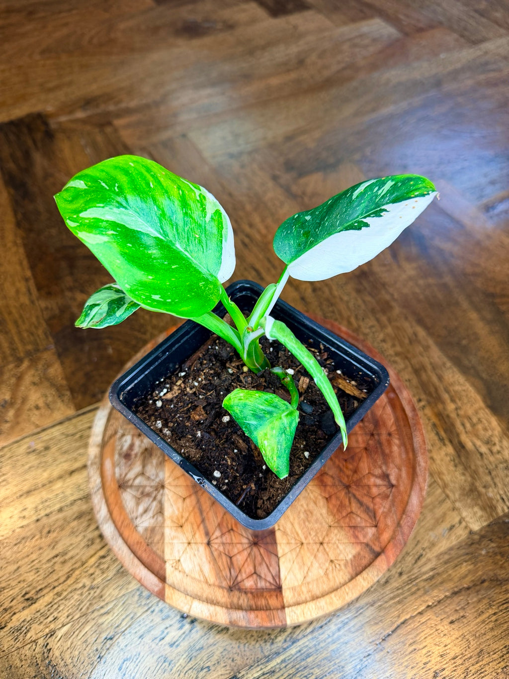 Philodendron White Wizard variegated plant with green and white leaves in 4-inch nursery pot