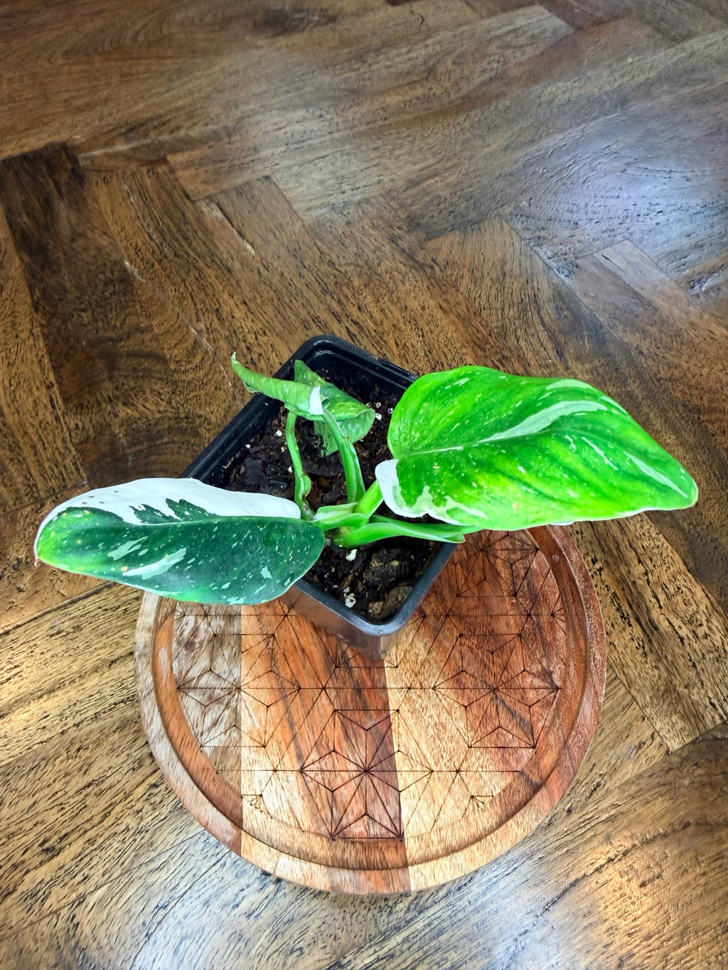 Overhead view of Philodendron White Wizard white and green variegation