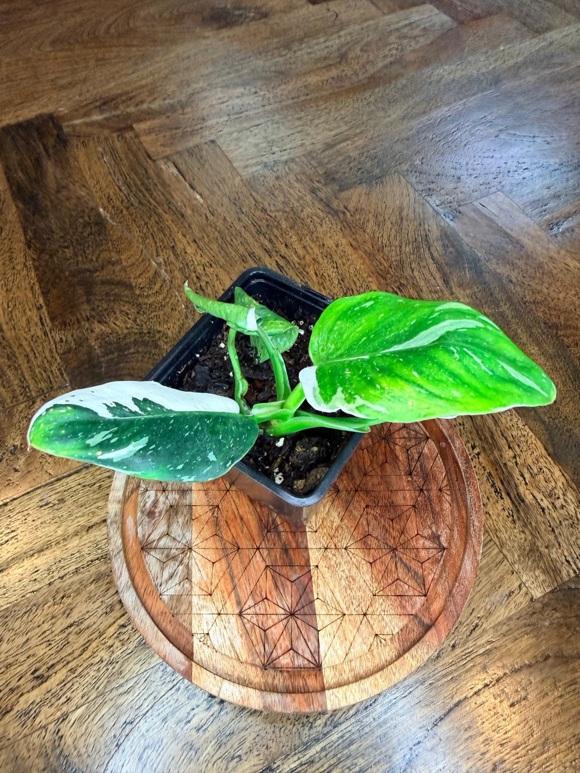 Overhead view of Philodendron White Wizard white and green variegation